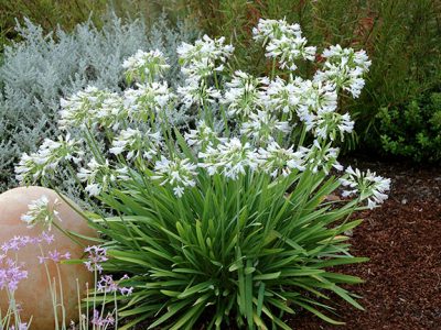 Arthropodium
