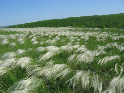 КОВЫЛЬ