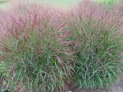 Panicum