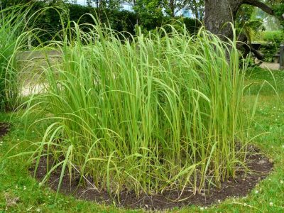 spartina